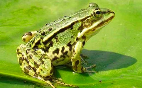 小班美術(shù)青蛙教案6篇(實(shí)用)