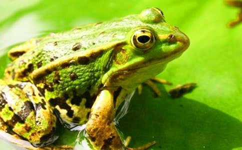 小學(xué)生保護(hù)青蛙的作文(集合5篇)