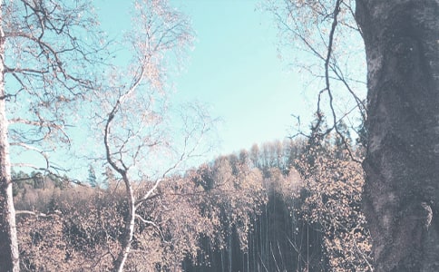 秋季小學(xué)少先隊(duì)工作總結(jié)