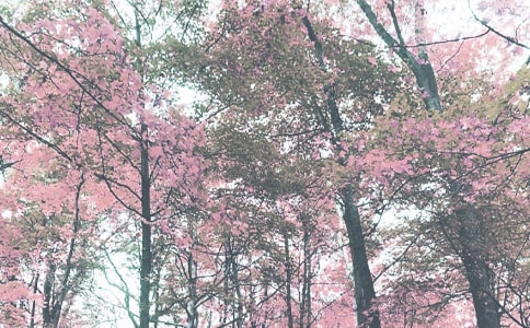 �＾�༉�������Y(ji��)