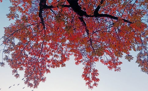 ����Ʒ������˽�Z(y��)����15ƪ