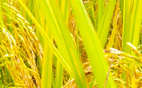 �����A������С�W(xu��)��������ƪ