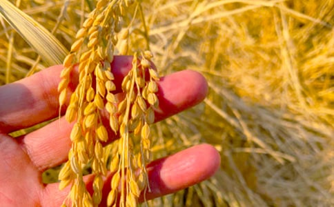 秋收優(yōu)秀作文