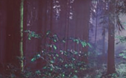 防火森林宣傳標(biāo)語(精選115句)