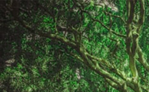 ɭ�ַ���̘�(bi��o)�Z(y��)