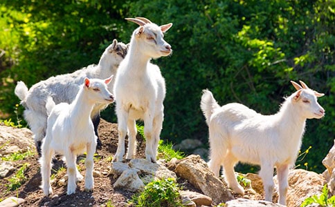 “分腿騰越――跳山羊”教學(xué)片段