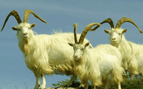 精選小山羊作文四篇