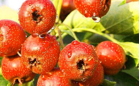 ժɽ����ģ�ͨ��17ƪ��