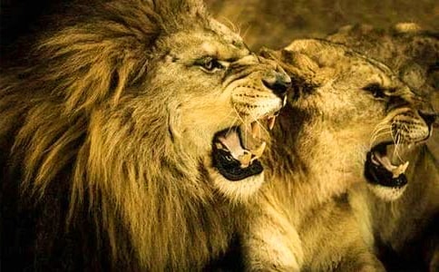 1、盧溝橋的獅子