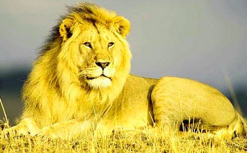 《獅子》美術(shù)教案(精選14篇)