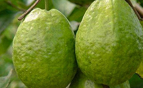 家鄉(xiāng)的石榴樹作文