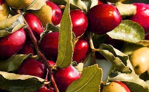 大學(xué)生水果店創(chuàng)業(yè)計劃書