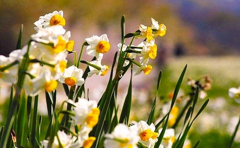 (熱門)水仙花作文15篇