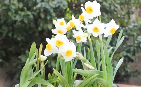 描寫水仙花的作文800字