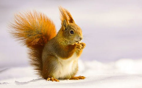 С����(y��u)�����ĺϼ�15ƪ