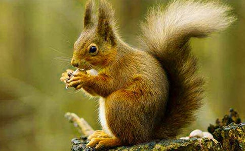 ����̌W�OӋ