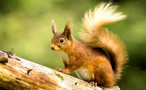 跑進(jìn)家來的松鼠教學(xué)設(shè)計