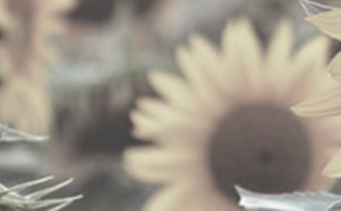 ̫ꖻ�����