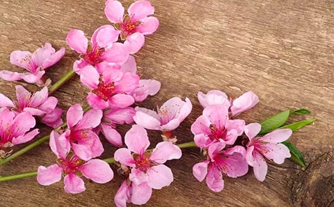 桃花源考證種種