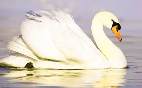 驕傲的天鵝作文