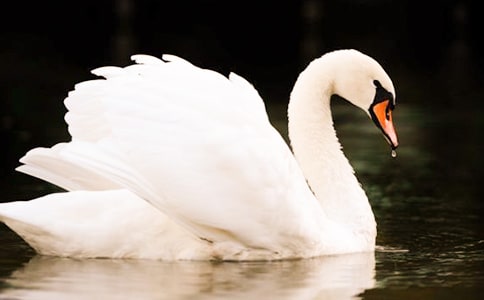 ���Z�Ĺ��½̌W(xu��)�O(sh��)Ӌ(j��)