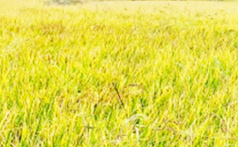 ��Ұ�L������11ƪ