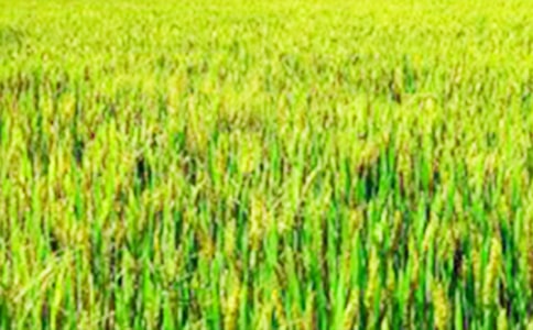 �҂�����Ұ