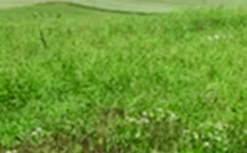 四季的田野作文