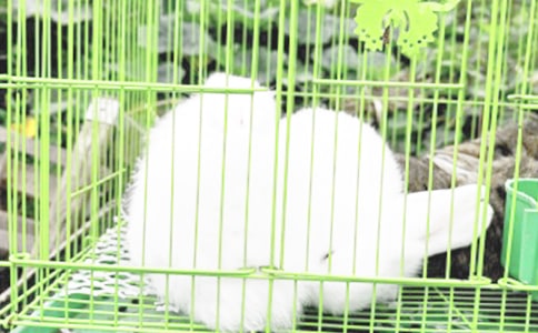 我發(fā)現(xiàn)了兔子的秘密小學(xué)生作文(通用3篇)