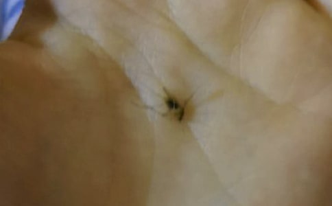 討厭的蚊子作文