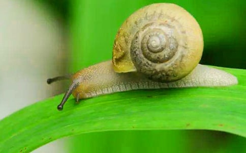 7《蝸牛的獎杯》