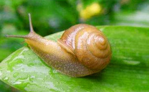 小學(xué)三年級科學(xué)上冊第二單元第二節(jié)《蝸牛一(2)》教學(xué)設(shè)計二