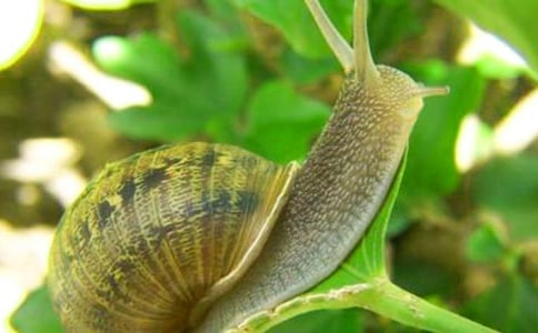 蝸牛人生勵(lì)志文章