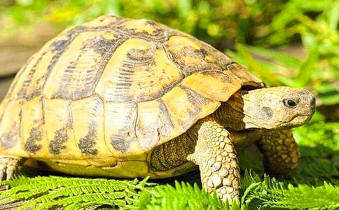 小班體育教案:烏龜爬爬5篇