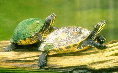 【精華】觀察小烏龜作文4篇