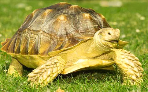 中班美術(shù)活動(dòng)烏龜教案