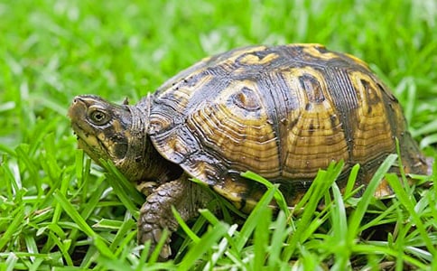 小班《烏龜爬呀爬》體育教案