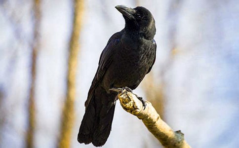 烏鴉喝水有新招