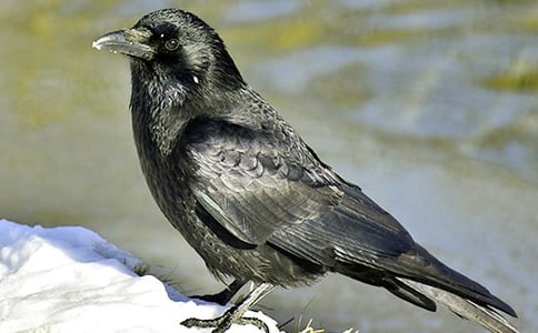 《小烏鴉愛媽媽》的教案