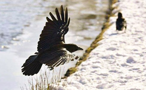 新編烏鴉喝水作文