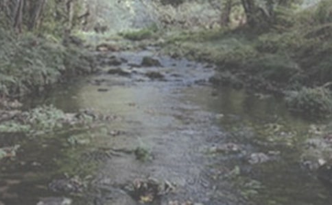 小溪流的歌續(xù)