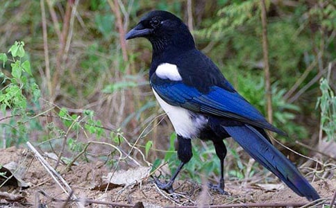 �����ϲ�o���̰��O(sh��)Ӌ