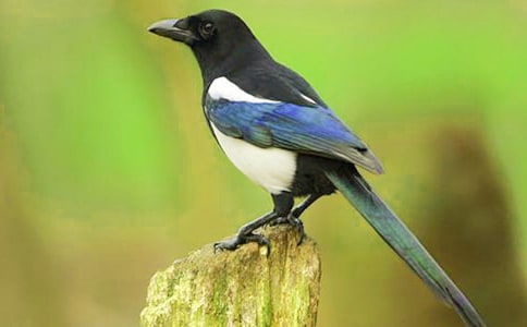 �����ϲ�o���Ľ̌W(xu��)�O(sh��)Ӌ(j��)