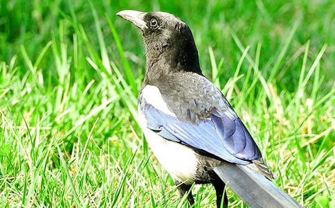 喜鵲童話(huà)作文