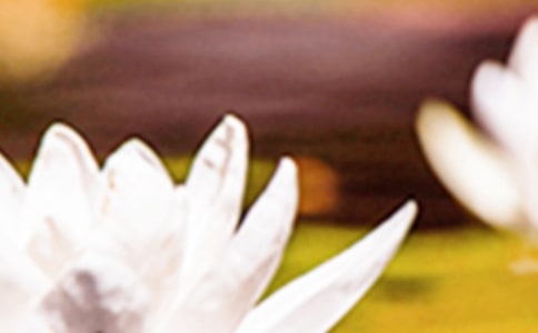 關于夏至的句子