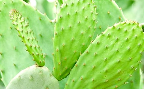 關(guān)于仙人掌日記范文匯編6篇