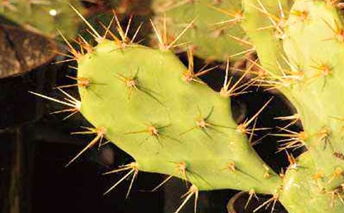 仙人掌的啟示作文