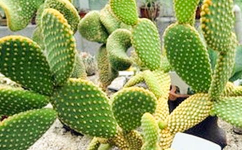 ���������Ĺ�15ƪ