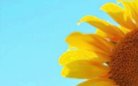 像向日葵一樣作文