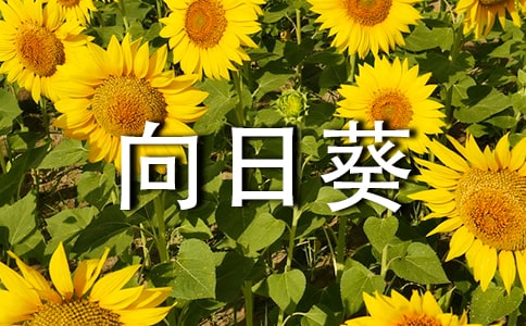 《向日葵美術欣賞》大班美術教案